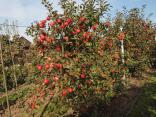 od. Topaz Orel Jednosta - Hustopeče nad Bečvou