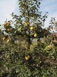 od. Biogolden (rezist) v únoru nejchutnější jablko Orel Jednosta - Hustopeče nad Bečvou