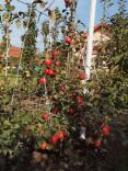 od. Jonagored Orel Jednosta - Hustopeče nad Bečvou